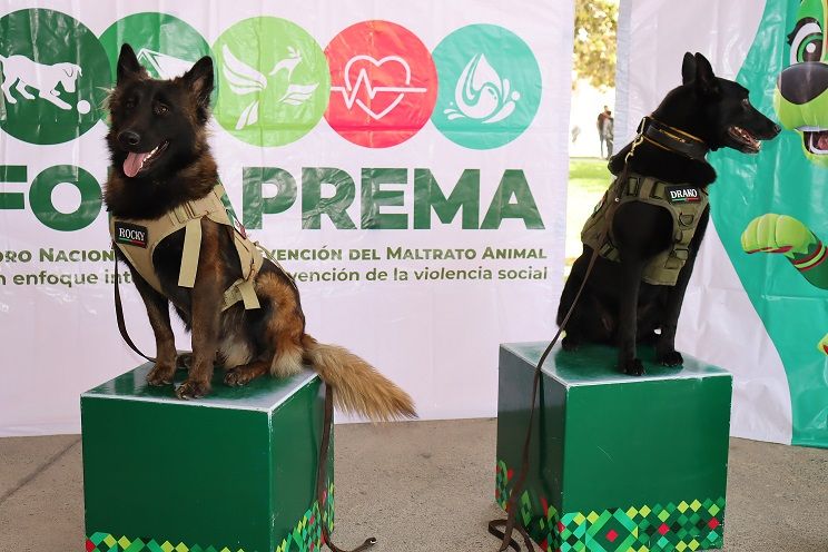 
    
        050_Combate a la delincuencia_elementos caninos de la Guardia Civil Estatal
    
    