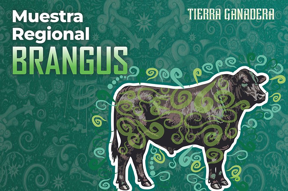 https://d3dac9gdq8t83x.cloudfront.net/media/miniaturas-pagina-eventos-novgrad-brang.jpeg
