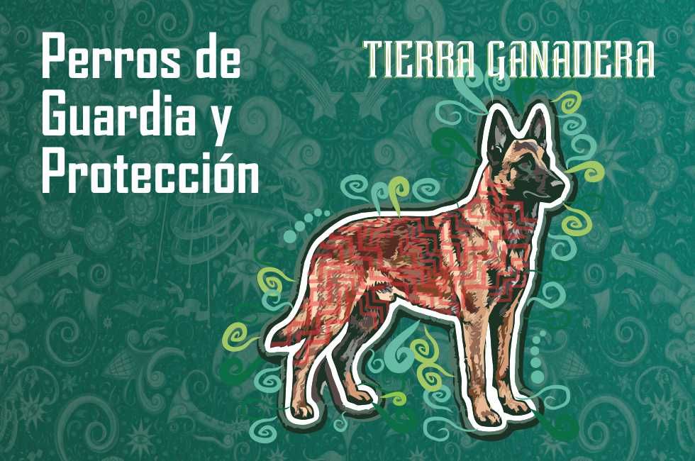 https://d3dac9gdq8t83x.cloudfront.net/media/miniaturas-pagina-eventos-novgrad-perr2_6w1adWT.jpeg